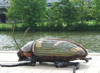 Giant Insects